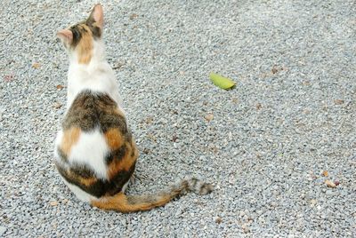 High angle view of cat