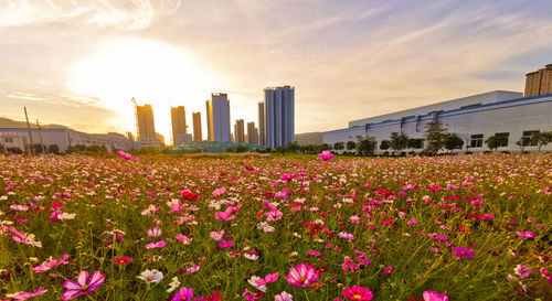 View of flowering plants against buildings at sunset