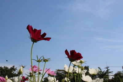 Low angle view of red flowering plant against sky