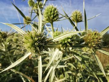 Close-up of plants growing on field