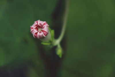 Close-up of flower bud