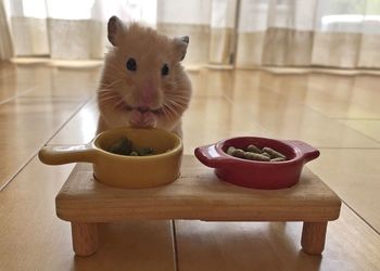 Hamster in bowl on table