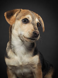 Close-up of a dog over black background