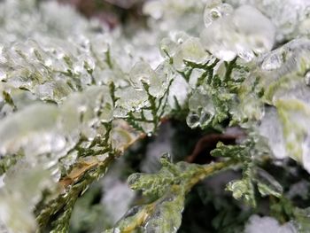 Close-up of frozen plant during winter