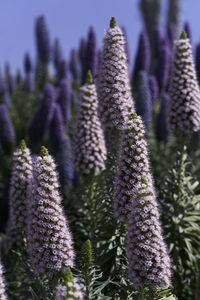 Close-up of plant