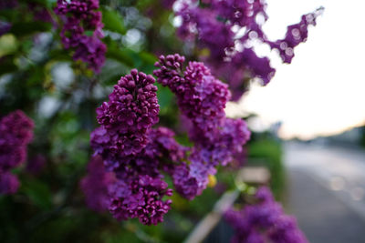 Close-up of pink flowering plant