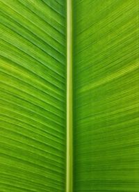 Full frame shot of banana leaf