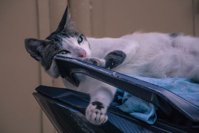 Close-up of a cat lying on table at home