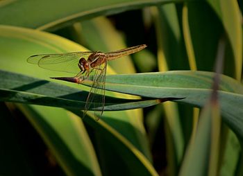 Close-up of grasshopper on leaf