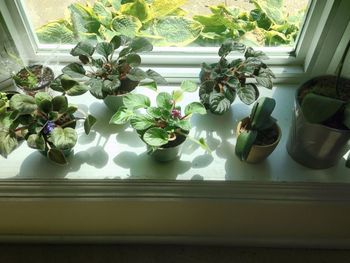Potted plant on window sill