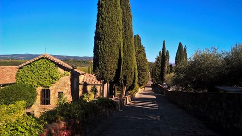 Footpath amidst trees and houses against clear blue sky