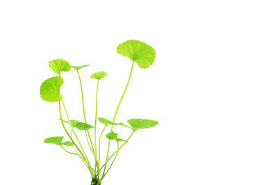 Close-up of plant leaves against white background