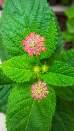 Close-up of pink flowering plant