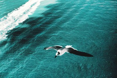 High angle view of horse in swimming pool