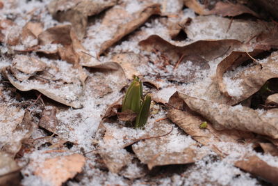 High angle view of insect on dry leaves