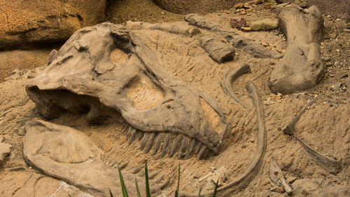 Close-up of footprints on sand