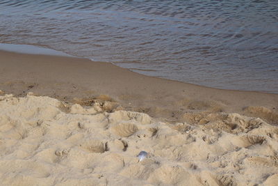 Scenic view of beach