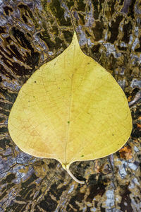 High angle view of yellow maple leaf on land