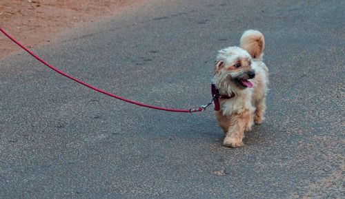 Dog taking a stroll on road