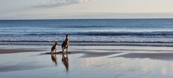 Dog on beach