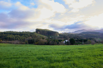 Scenic view of field against sky