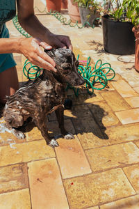 High angle view of woman bathing dog outdoors