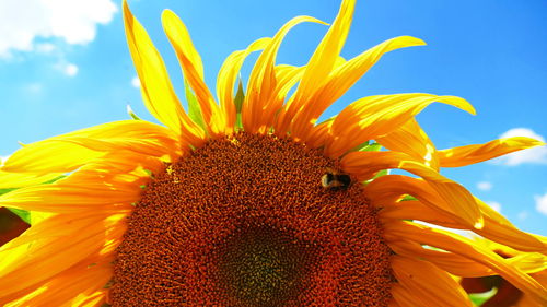 Close-up of sunflower