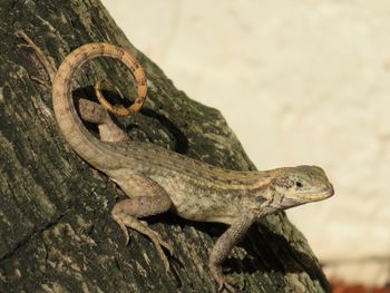 Close-up of a lizard on rock