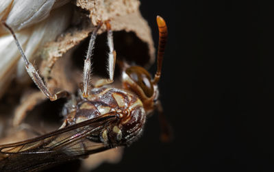 Close-up of spider