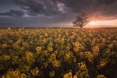 Scenic view of field against sky during sunset