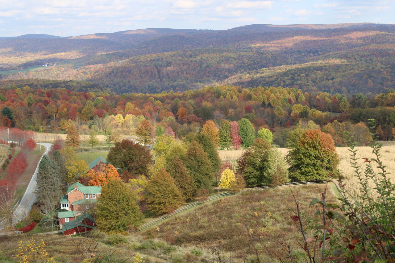 HIGH ANGLE VIEW OF TREES AND MOUNTAINS DURING AUTUMN