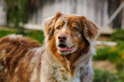 Close-up of dog with sticking out tongue