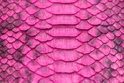 Full frame shot of lizard