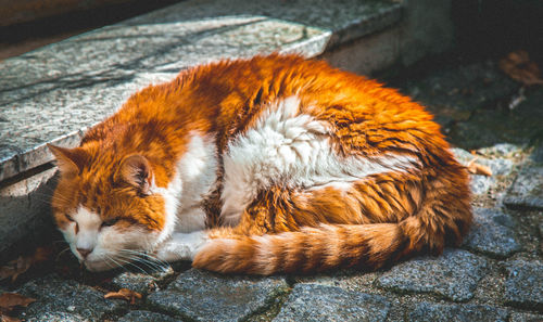 Close-up of cat resting on bed