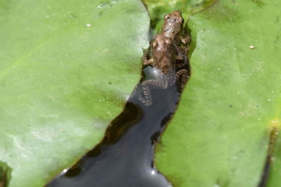 Close-up of turtle in water