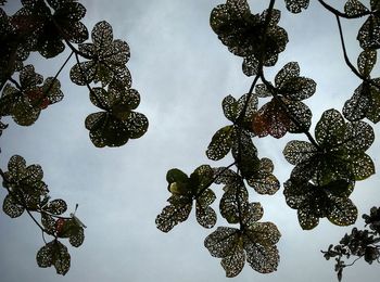 Low angle view of tree against sky