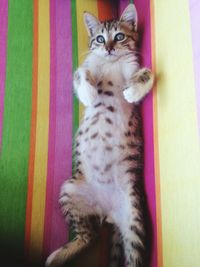 Portrait of cat