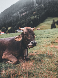 Cows in a field