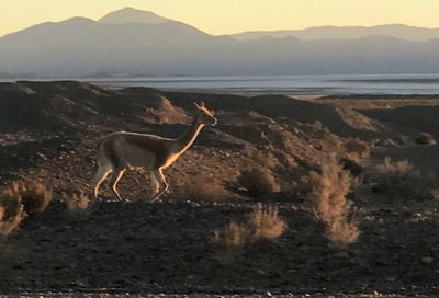 View of horse on land