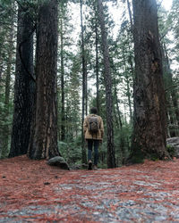 Rear view of man walking in forest