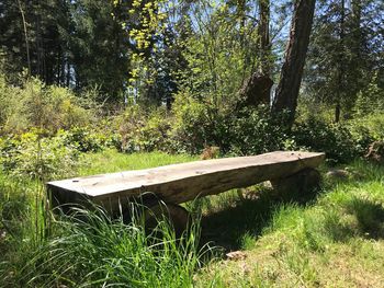 Plants and trees on field