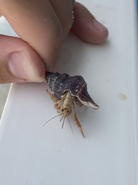Close-up of hand holding leaf