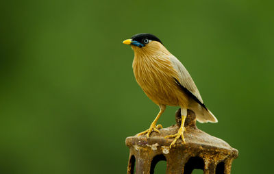 Close-up of bird perching