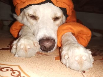 Close-up of a dog sleeping at home