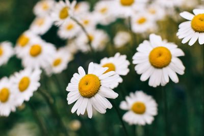 Close-up of white daisy flowers