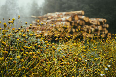 Close-up of yellow flowering plants on field