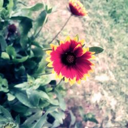 Close-up of red flower