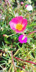 Close-up of pink flower