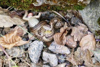 High angle view of shells on dry land