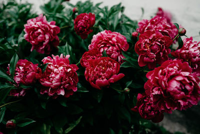 Close-up of flowers